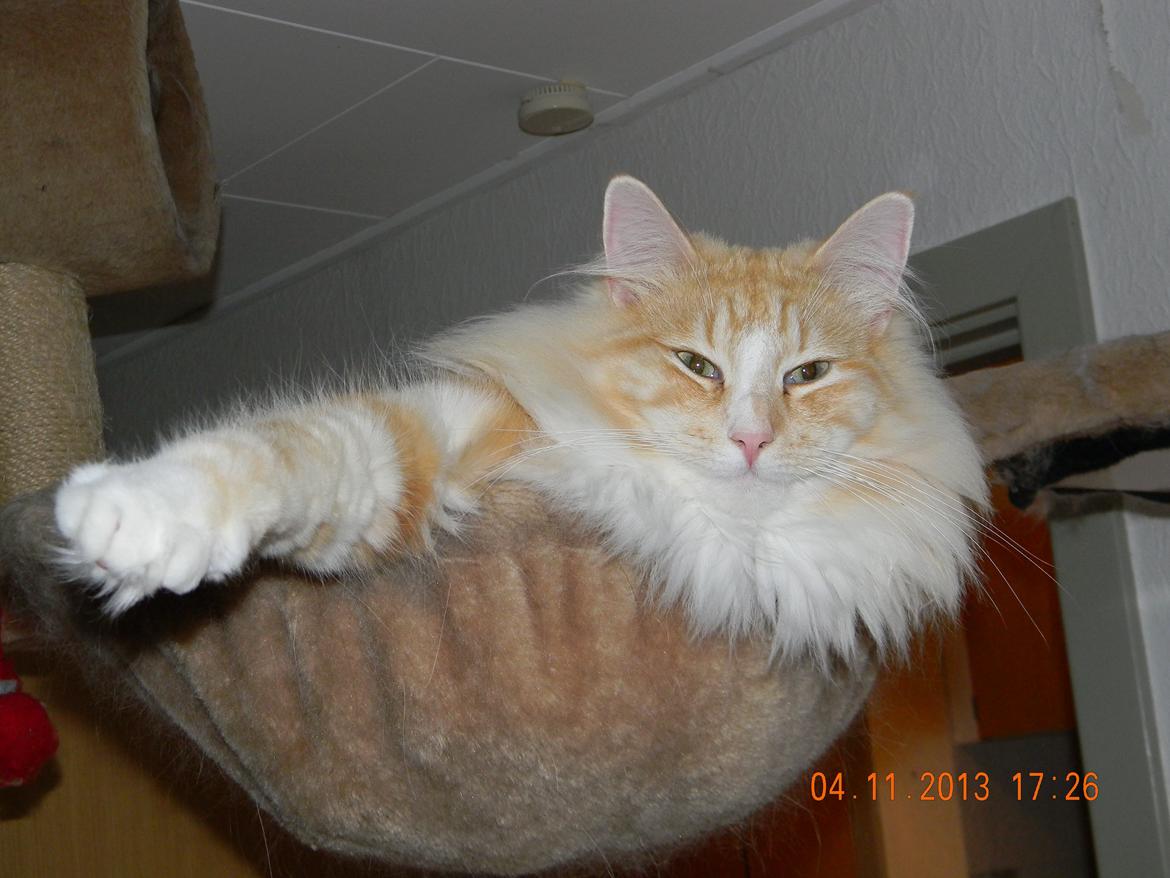 Norsk Skovkat CH Prinz Tjorven of Stellenbosch*D billede 11