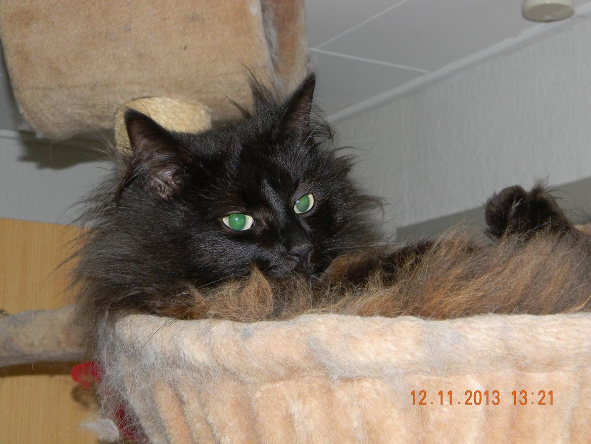 Norsk Skovkat CH DK Nobel-dream´s A Jump billede 10