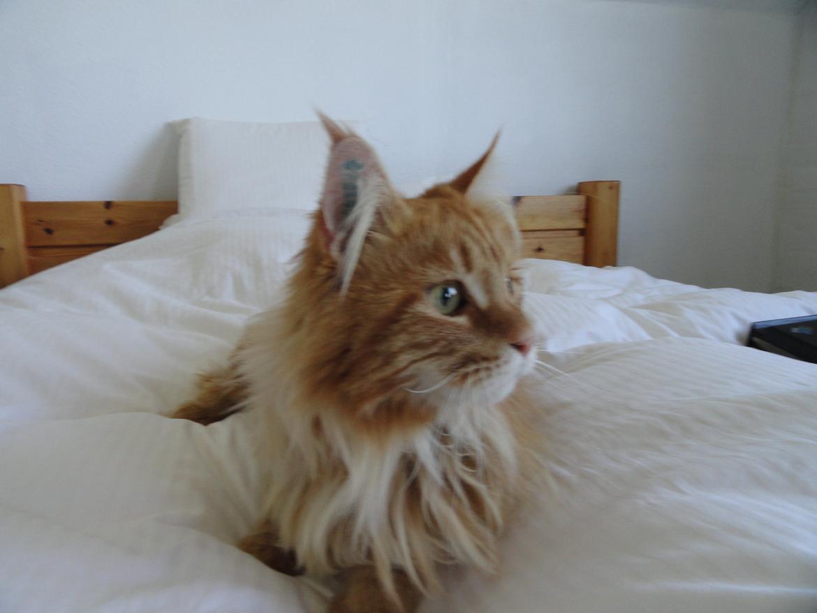 Maine Coon Leo,  Leonardo di Catprio - Leo's første dag hos mig. billede 2