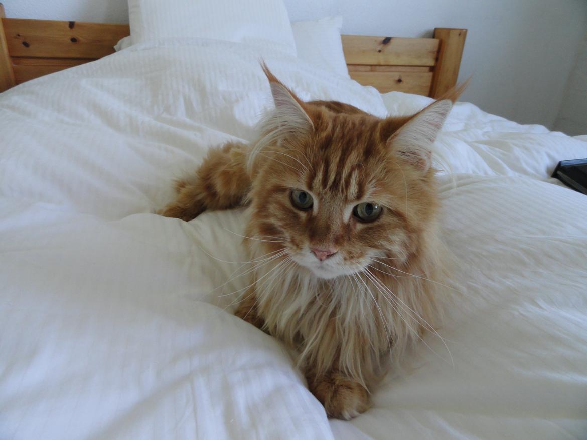 Maine Coon Leo,  Leonardo di Catprio billede 3