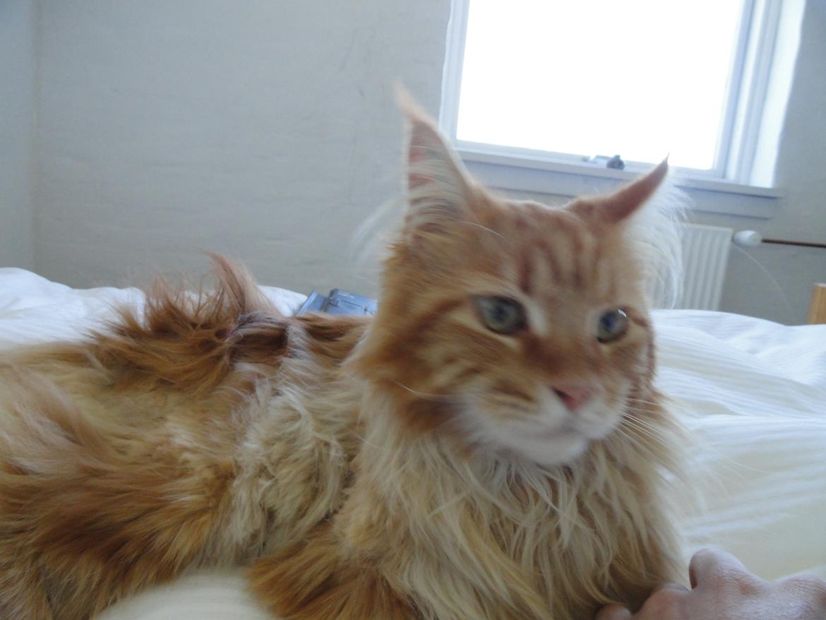 Maine Coon Leo,  Leonardo di Catprio - Da leo kom til os var han blevet nødt til at blive klippet pga manglende pleje, så derfor ser han noget forhutlet ud. billede 4