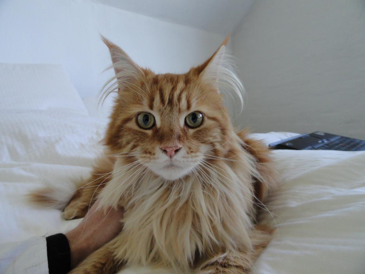 Maine Coon Leo,  Leonardo di Catprio - Leo, 
Leonardo di Catprio, ♂ billede 1