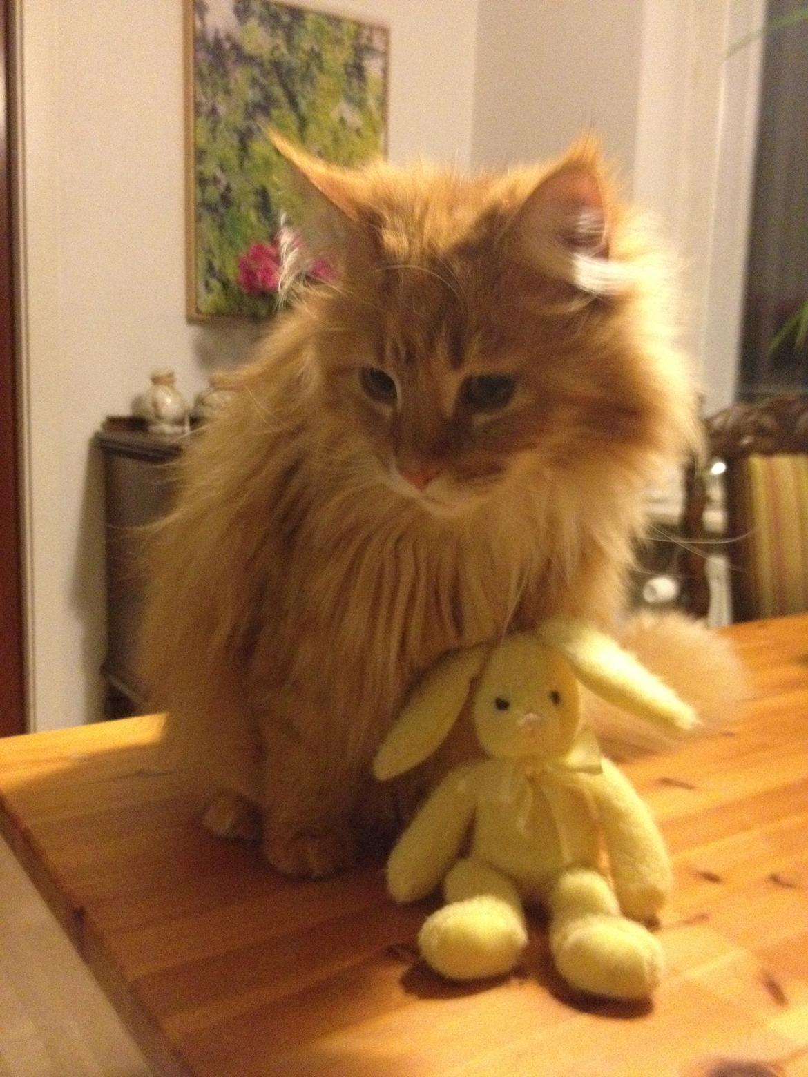 Maine Coon Leo,  Leonardo di Catprio - Pussy and Honey Bunny. billede 5