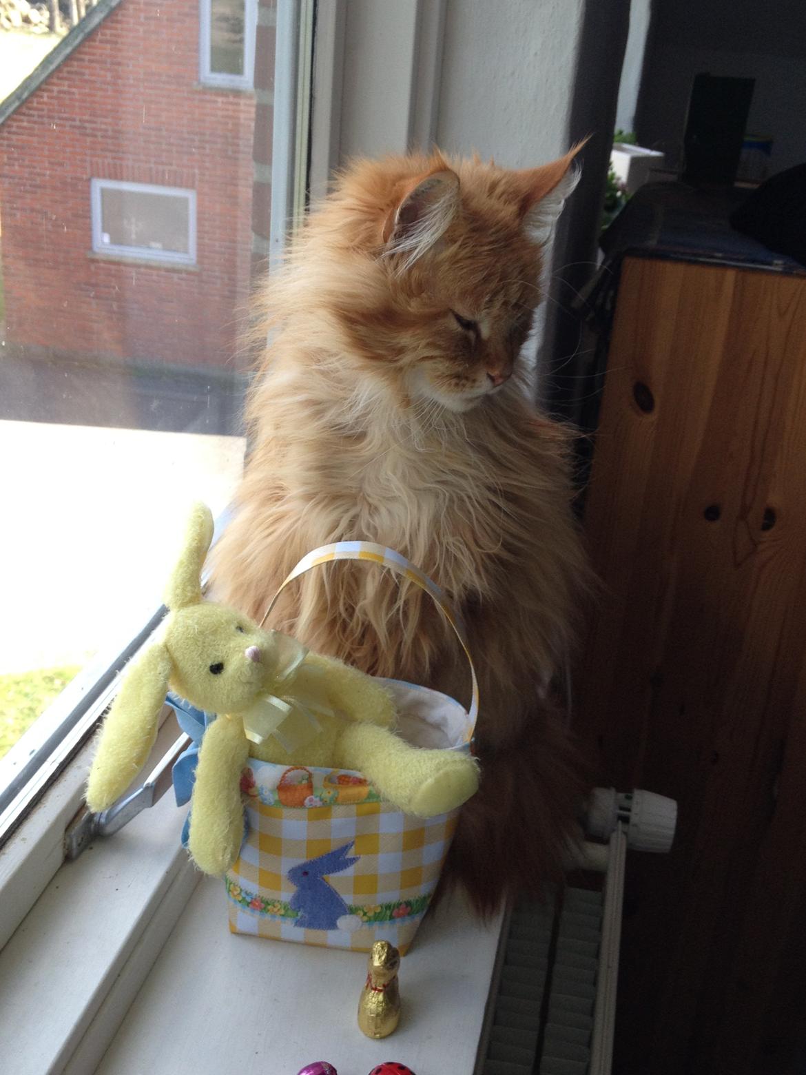 Maine Coon Leo,  Leonardo di Catprio - Leo venter på Påske Haren. billede 6