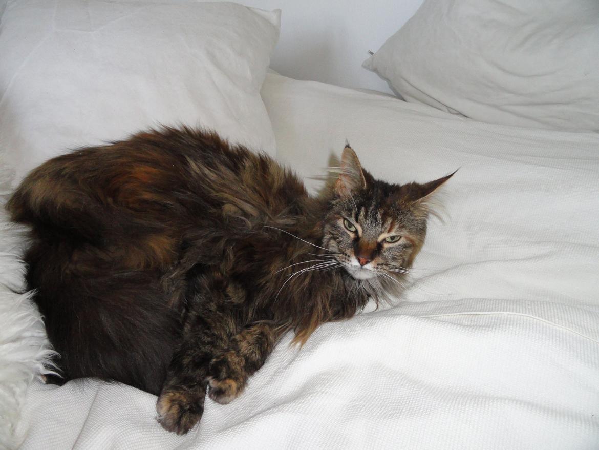 Maine Coon Lilo, Lilo Flora Danicat billede 2
