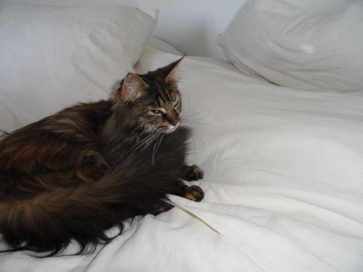 Maine Coon Lilo, Lilo Flora Danicat billede 3