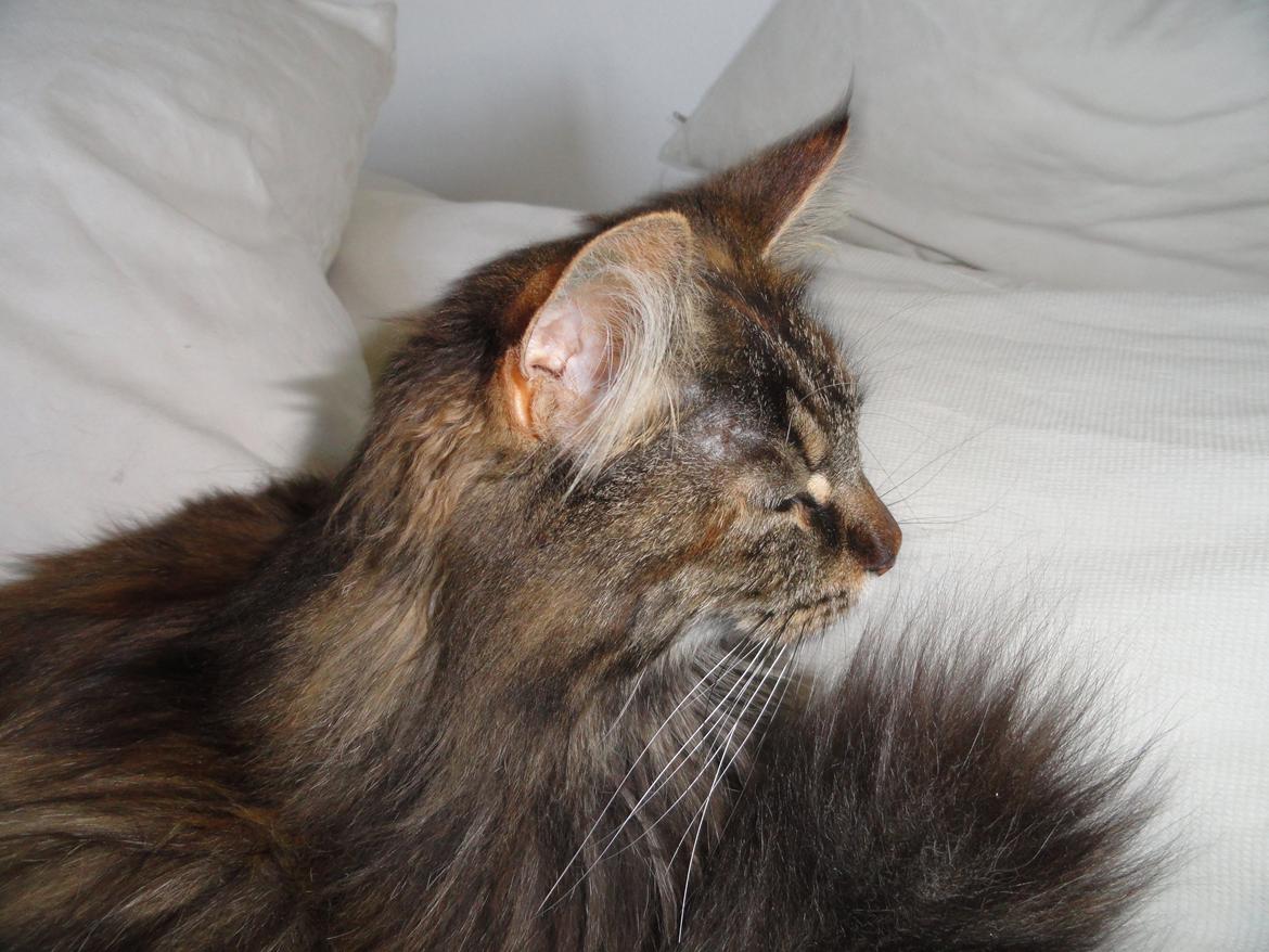 Maine Coon Lilo, Lilo Flora Danicat billede 5