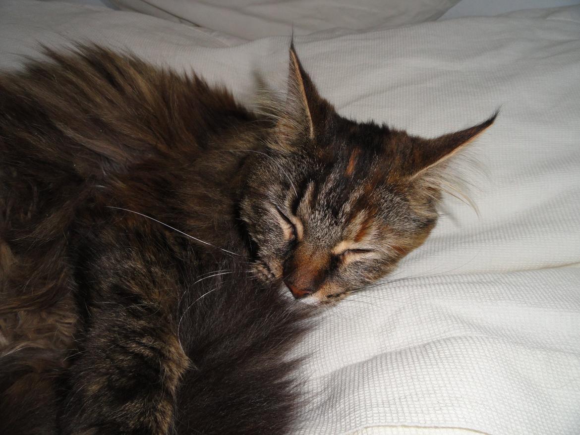 Maine Coon Lilo, Lilo Flora Danicat billede 1