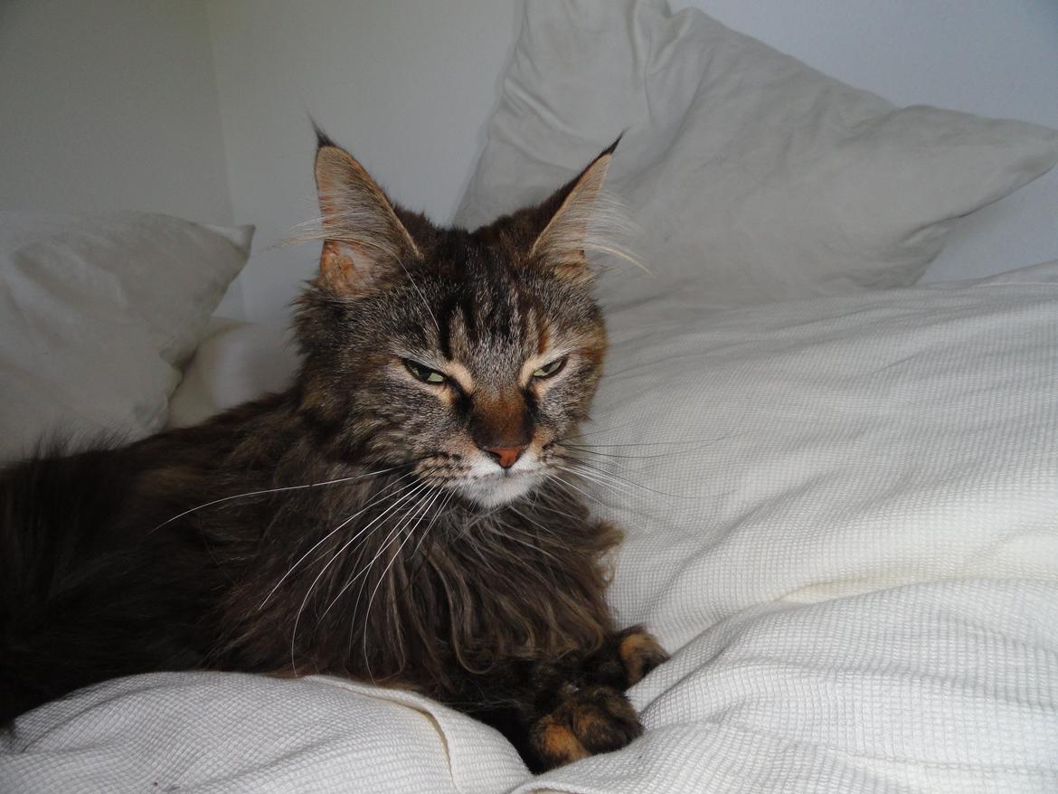 Maine Coon Lilo, Lilo Flora Danicat billede 4