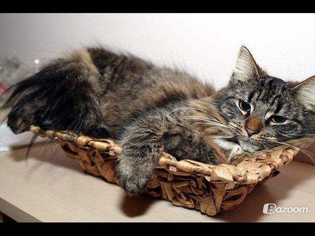 Blanding af racer Uller billede 1