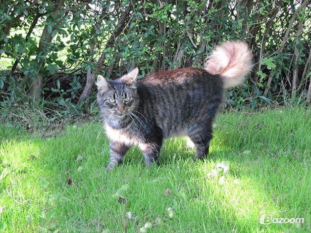 Blanding af racer Uller billede 2