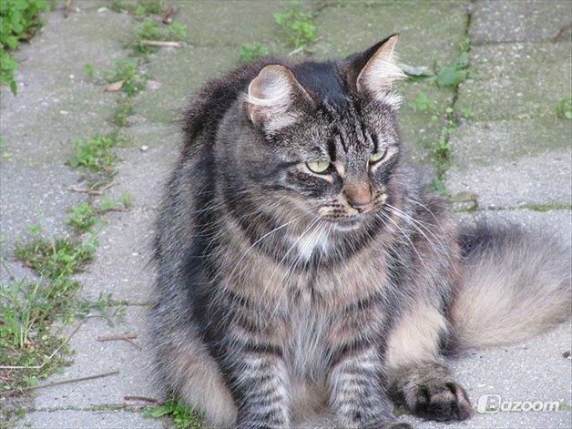 Blanding af racer Uller billede 3