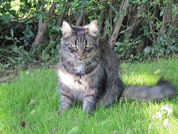 Blanding af racer Uller billede 4