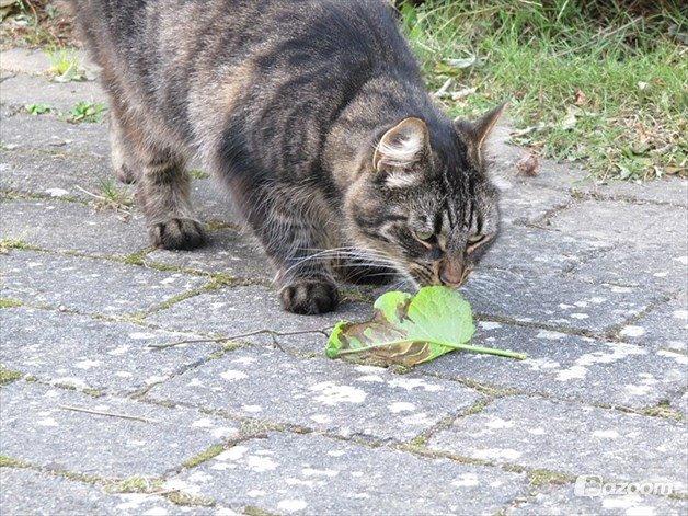 Blanding af racer Uller billede 5