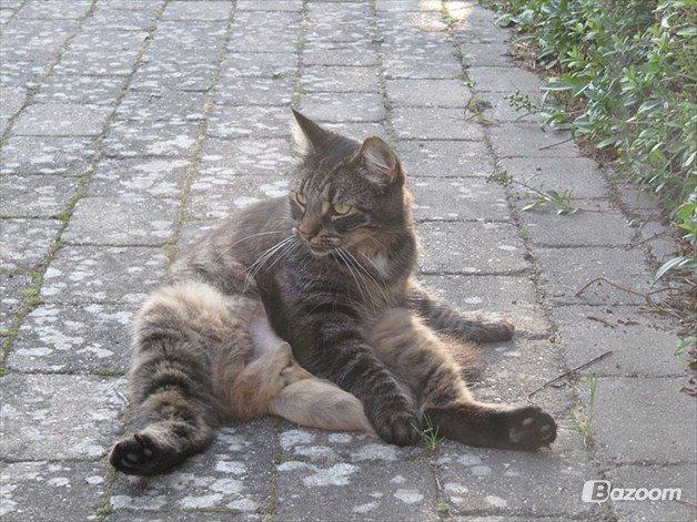 Blanding af racer Uller billede 6