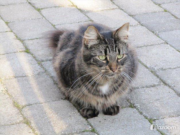 Blanding af racer Uller billede 7