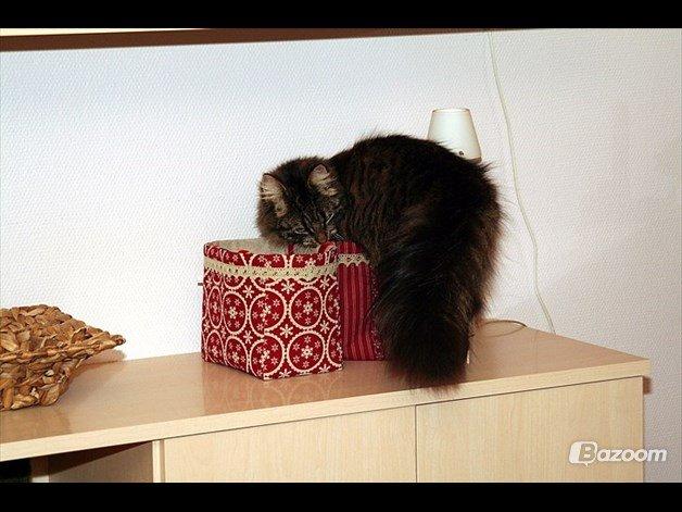 Blanding af racer Uller billede 8