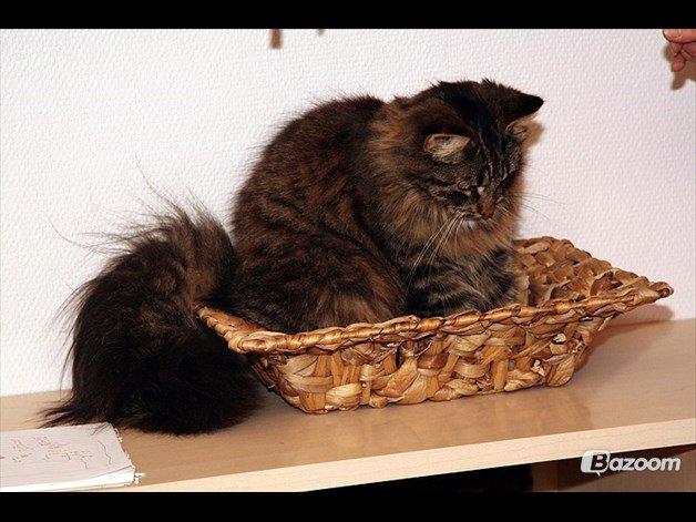 Blanding af racer Uller billede 9