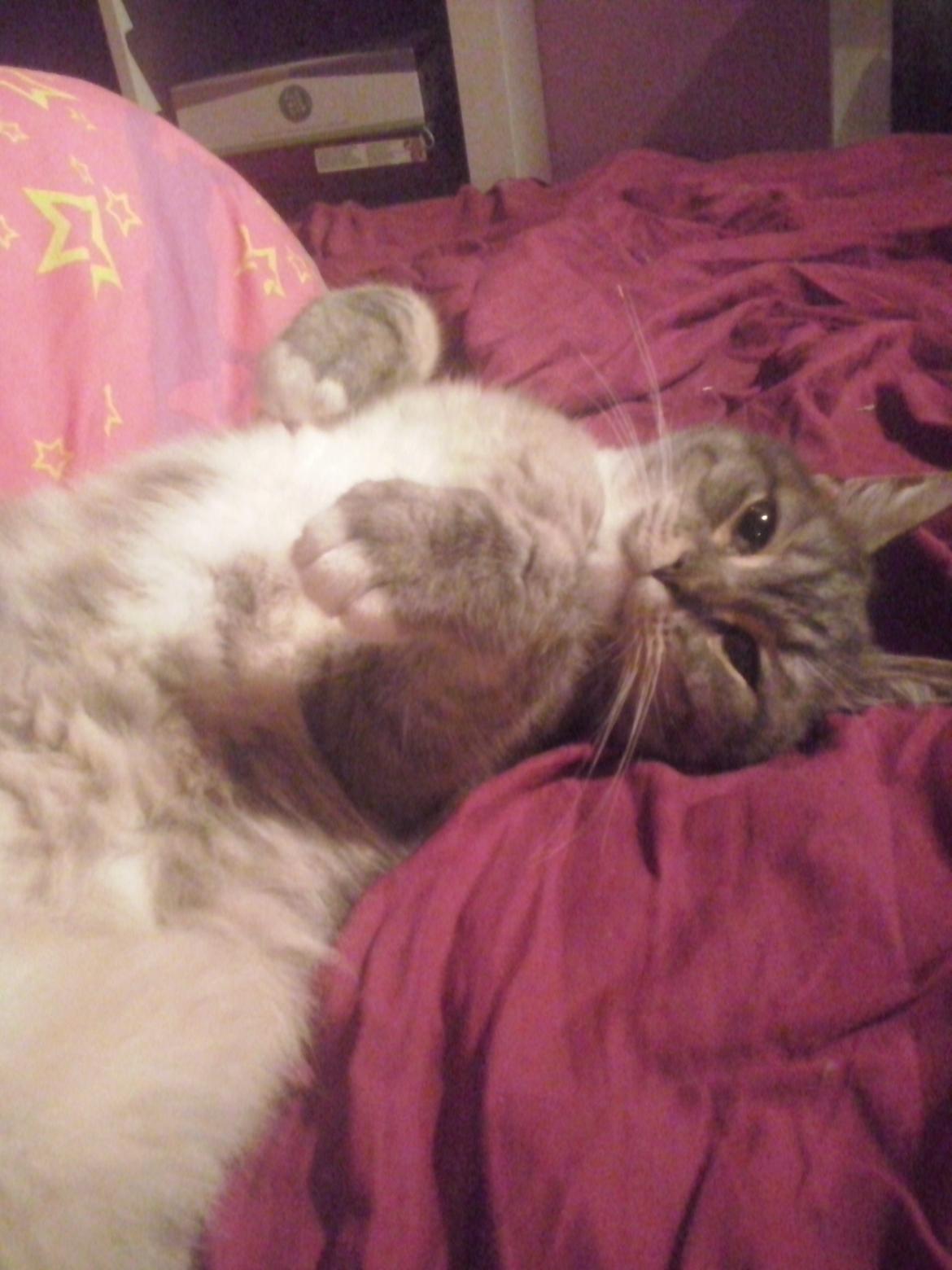 Huskat simba billede 7