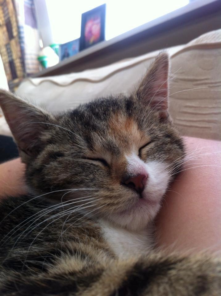 Huskat Miffi - Putter op ad mor <3  billede 1