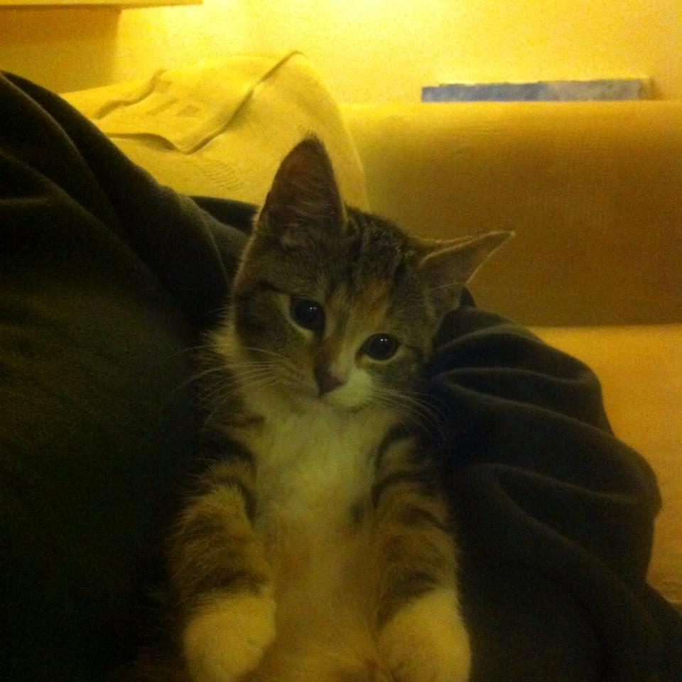 Huskat Miffi - Her er jeg lige ankommet til mit nye hjem <3 billede 2