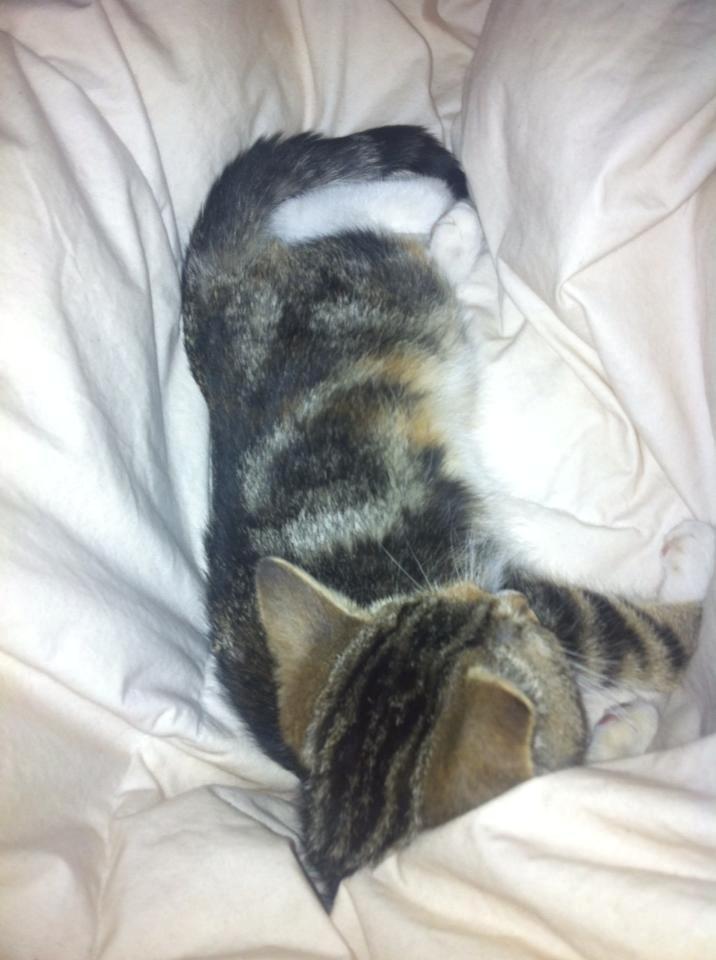 Huskat Miffi - Jeg elsker at sove på mors bløde dyne <3 billede 3