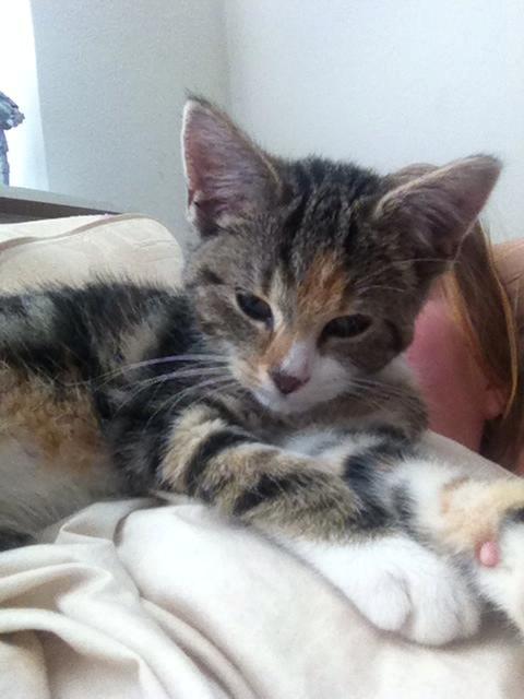 Huskat Miffi - Det bedste jeg ved, er at ligge på mors bryst og gerne helt op af hendes hals :-)  billede 4