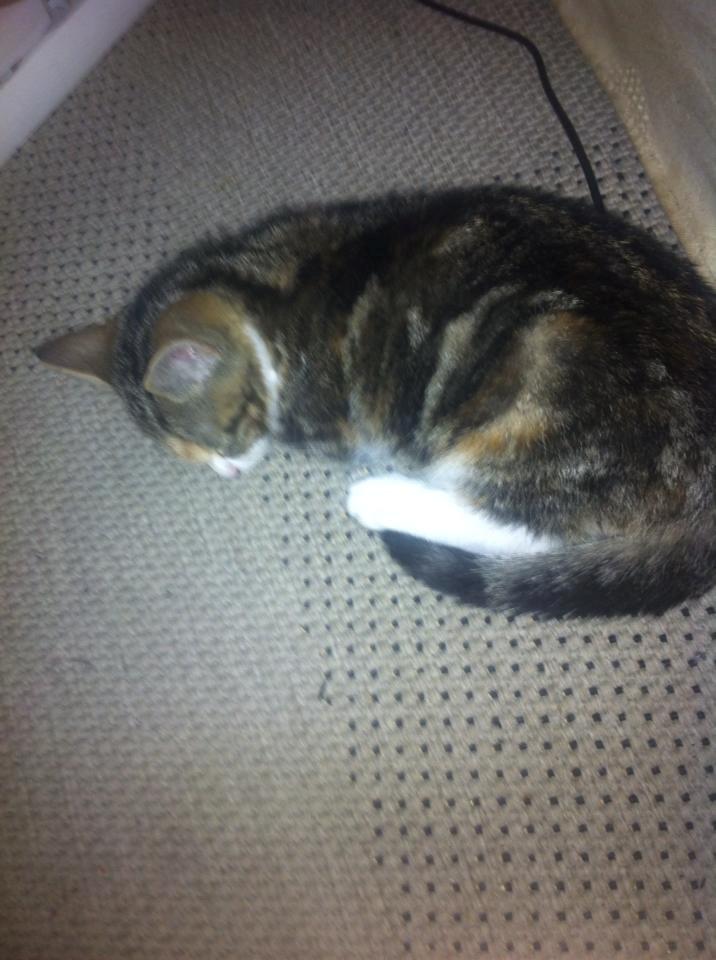 Huskat Miffi - Hmm.. Gulvtæppet sover man nu også meget godt på <3 billede 5