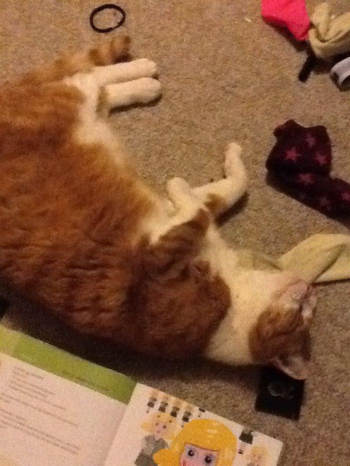 Huskat Garfield billede 17