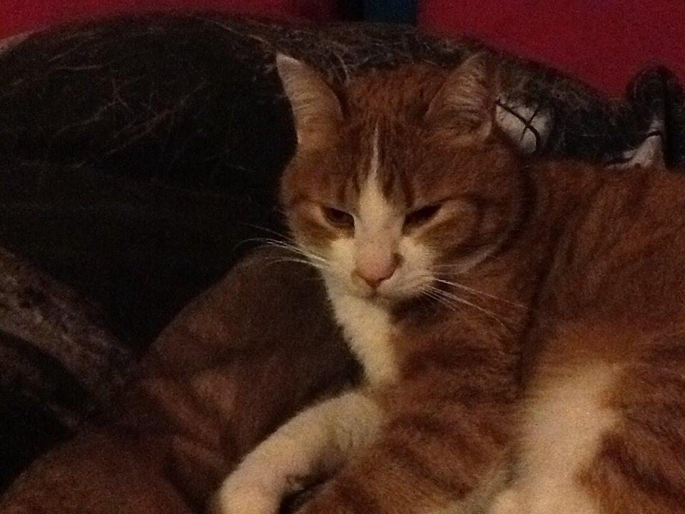 Huskat Garfield billede 19