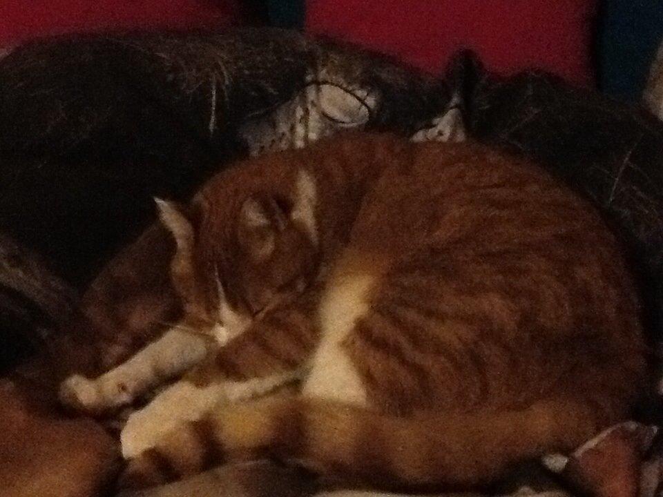 Huskat Garfield billede 22