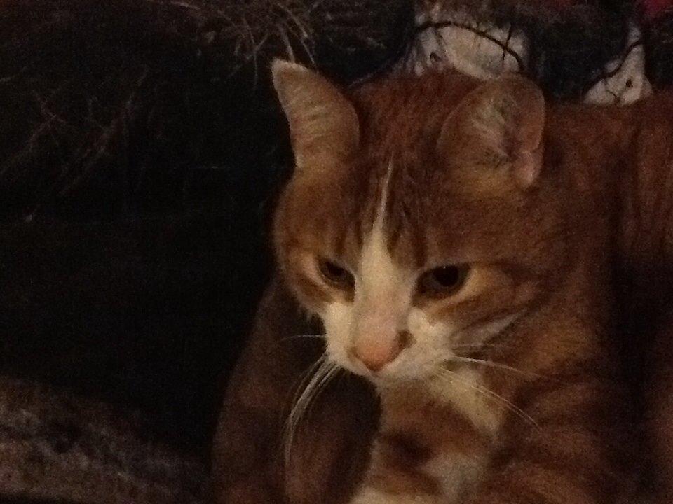 Huskat Garfield billede 21