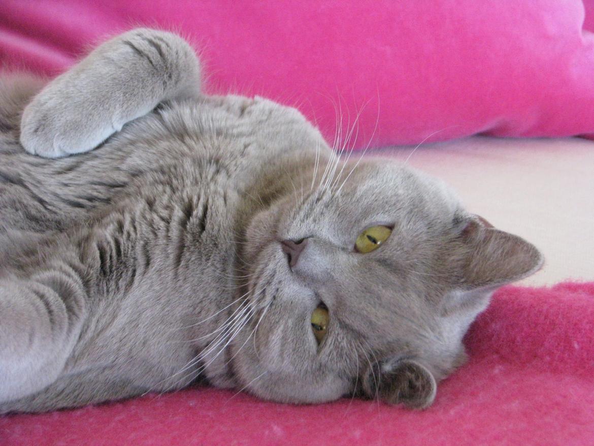 Blanding af racer Safir billede 2