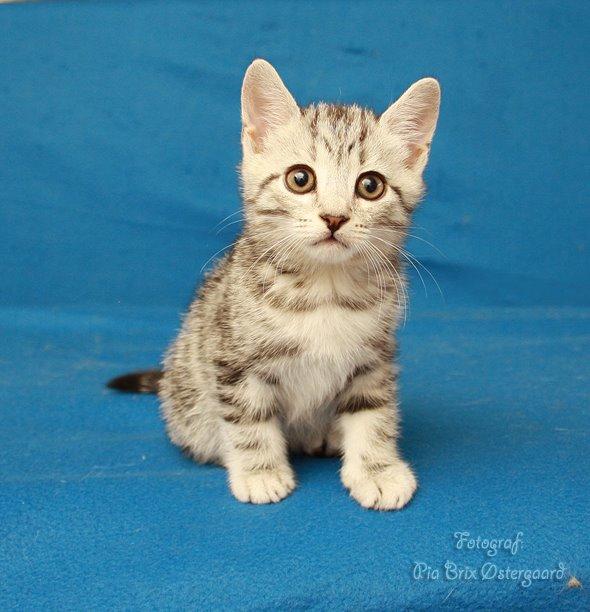 Europé Eife's Jack Wolfskin - 7 uger billede 8