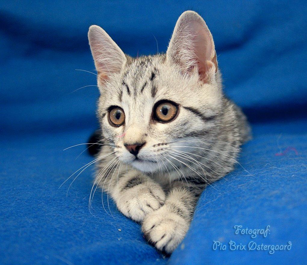 Europé Eife's Jack Wolfskin - 11 uger billede 9