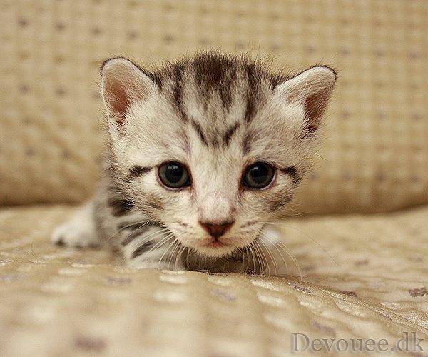 Europé Eife's Jack Wolfskin - 3 uger billede 7