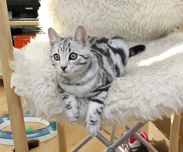 Europé Eife's Jack Wolfskin - 17 uger billede 11