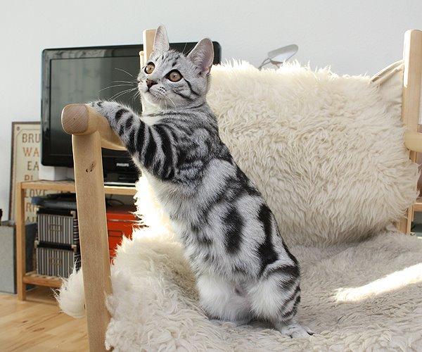 Europé Eife's Jack Wolfskin - 17 uger billede 12