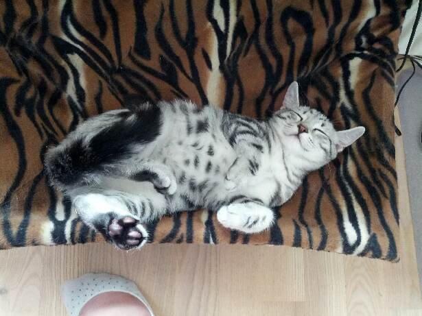 Europé Eife's Jack Wolfskin - Afslapning i køjen billede 6