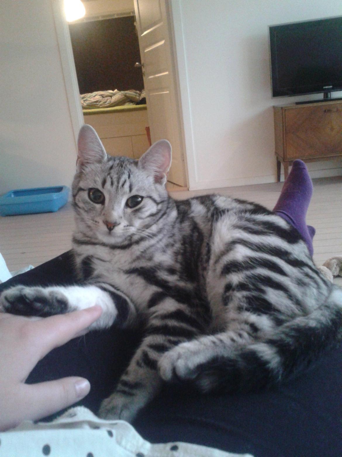 Europé Eife's Jack Wolfskin - Lige flyttet ind billede 13