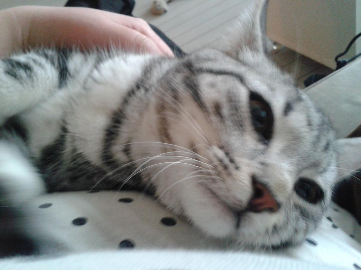 Europé Eife's Jack Wolfskin billede 14