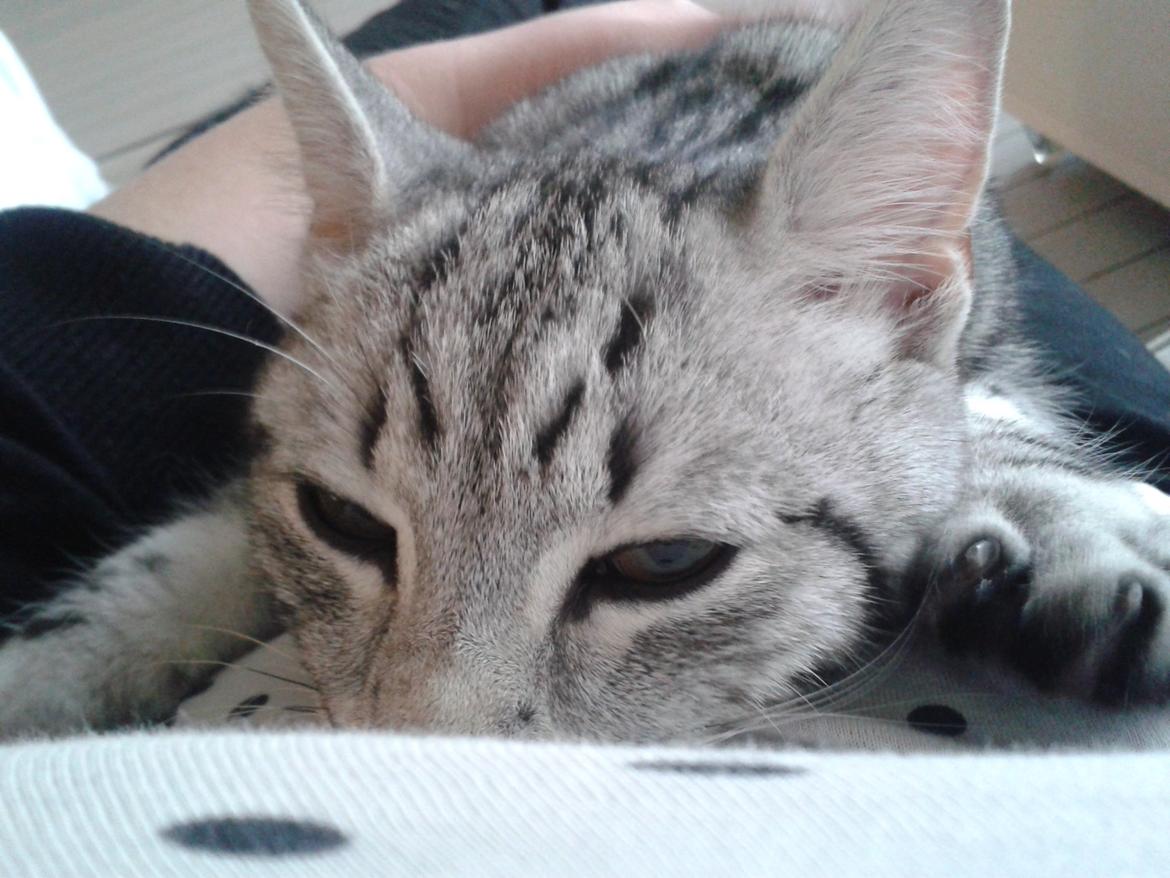 Europé Eife's Jack Wolfskin billede 15