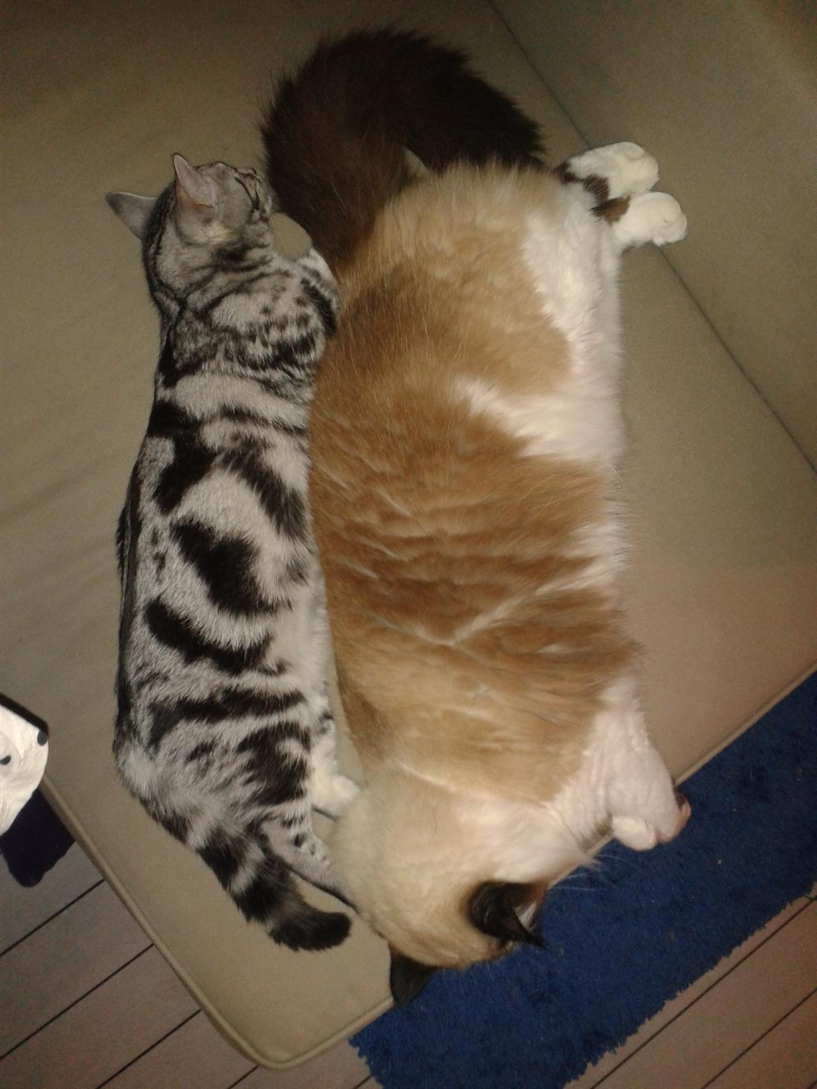 Europé Eife's Jack Wolfskin - 29 timer inde i sammenføringen... billede 16