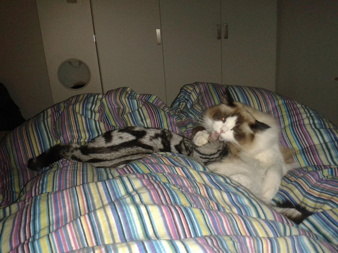 Europé Eife's Jack Wolfskin - Søndagshygge billede 17