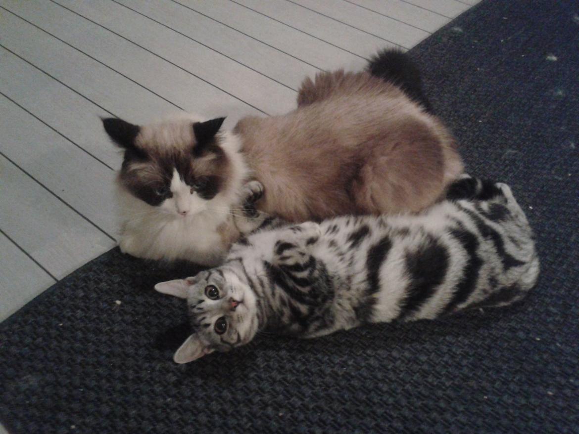 Europé Eife's Jack Wolfskin billede 18