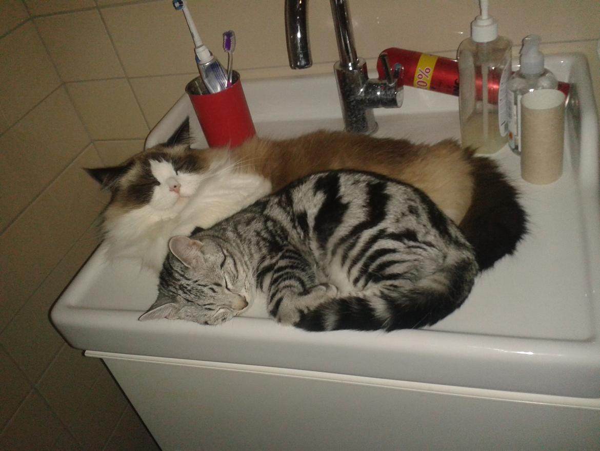 Europé Eife's Jack Wolfskin - En håndvask for to billede 19