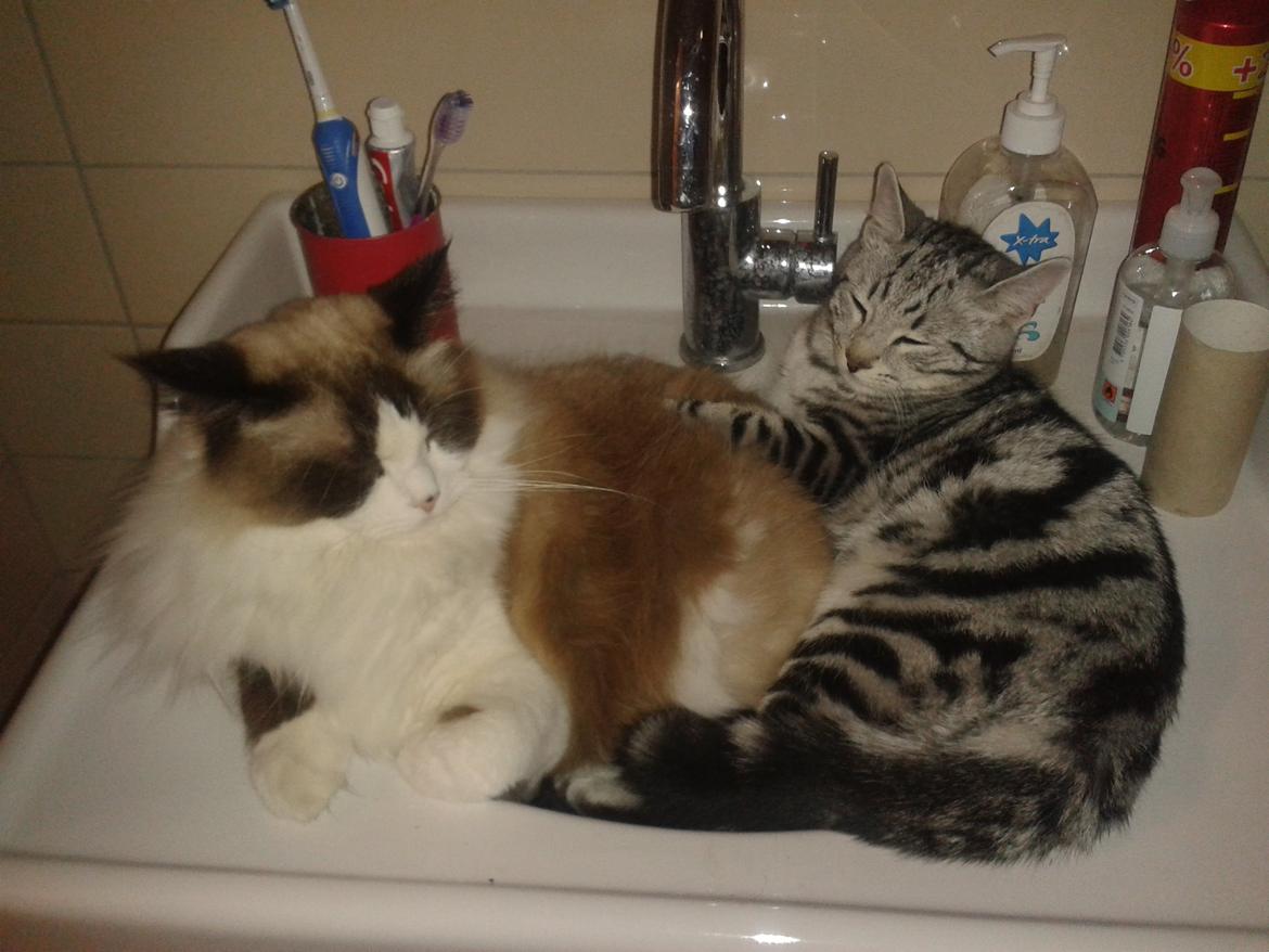 Europé Eife's Jack Wolfskin billede 20