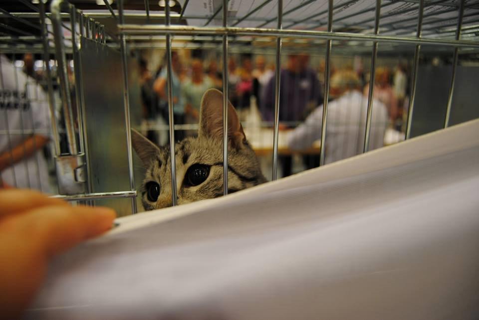 Europé Eife's Jack Wolfskin - Sjov til World Show billede 21