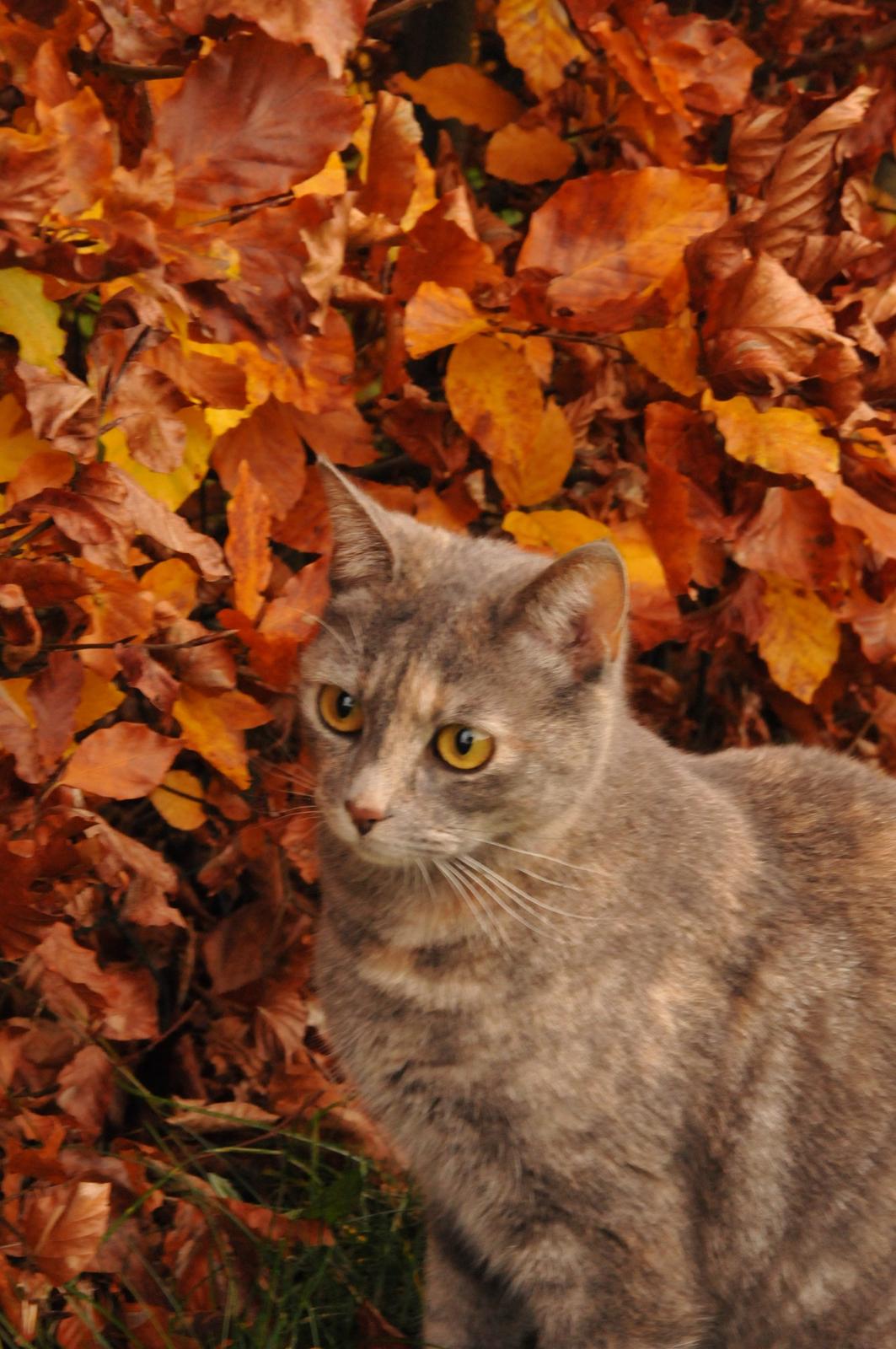 Blanding af racer Mitzi - !!NYT!! Dejligt efterårsbillede. <3 Taget den 15. november 2013 billede 2