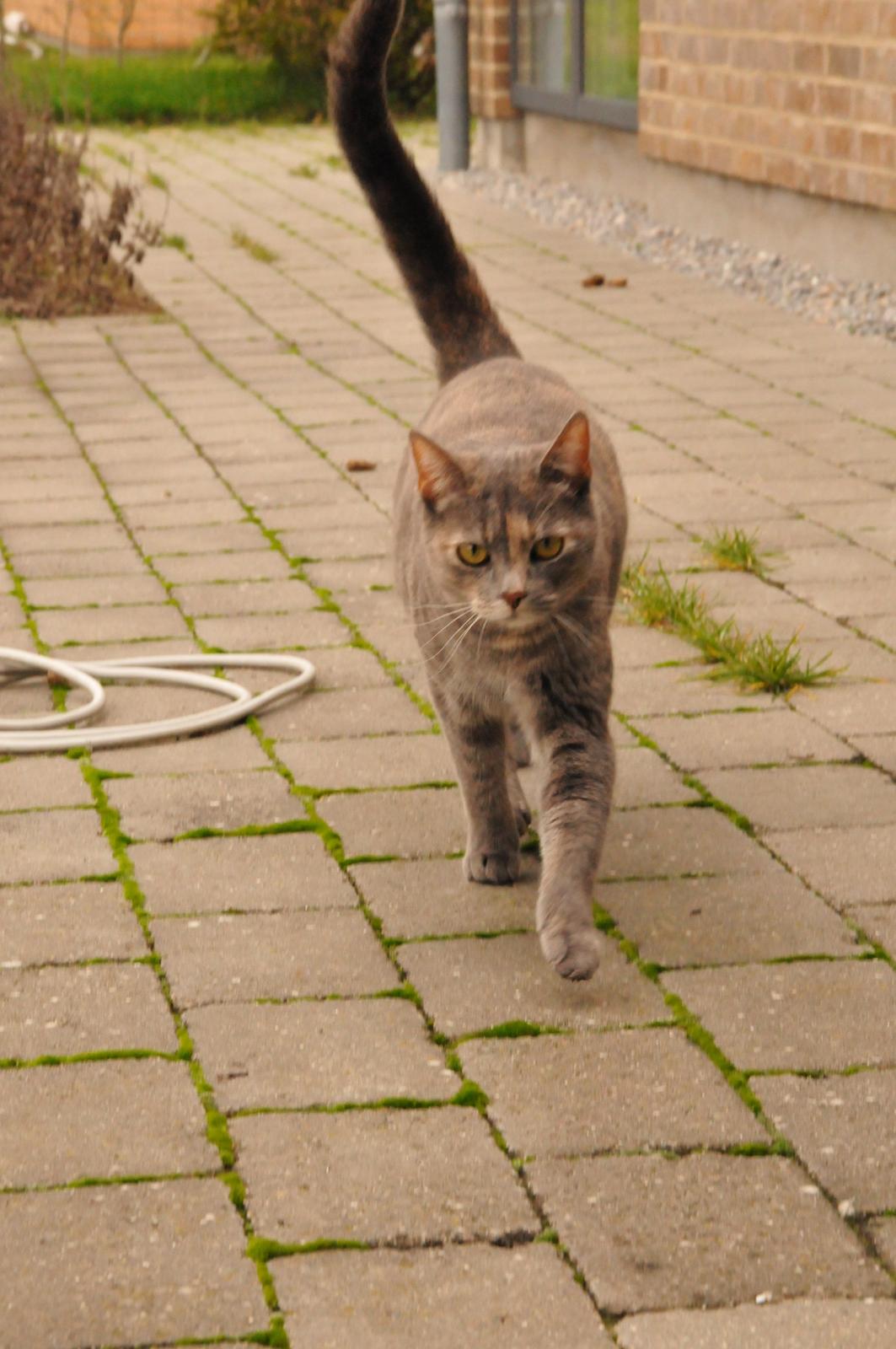 Blanding af racer Mitzi - !!NYT!! Taget den 15. november 2013 billede 36